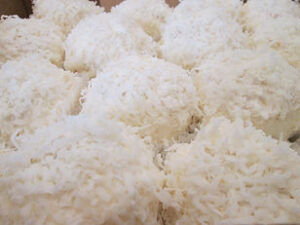 Coconut Snowball (4 inch)
